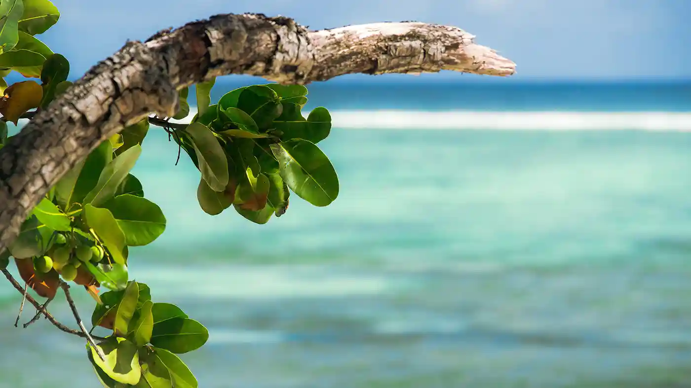 Calophyllum Inophyllum Tree