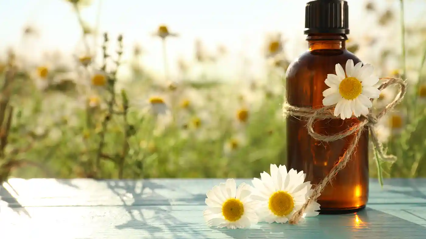 Chamomile flowers around an amber bottle with chamomile field in the background