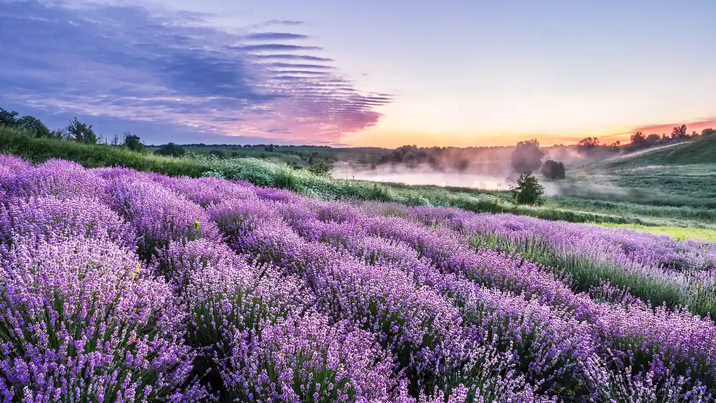 Fields of Lavender