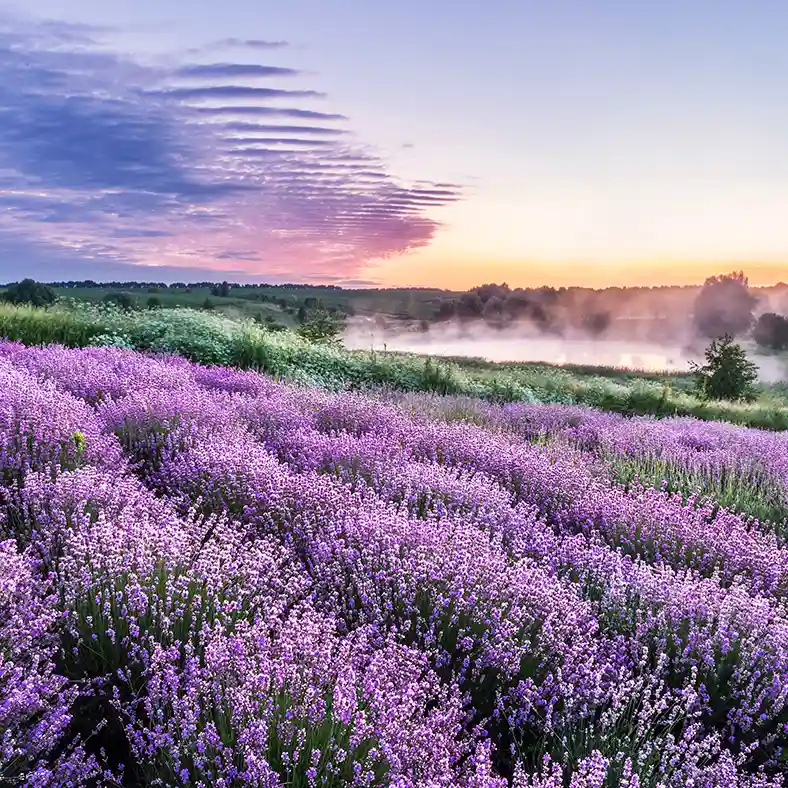 Fields of Lavender