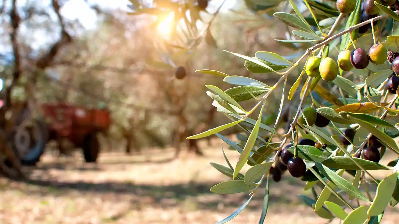 Olive trees with tractor in the background