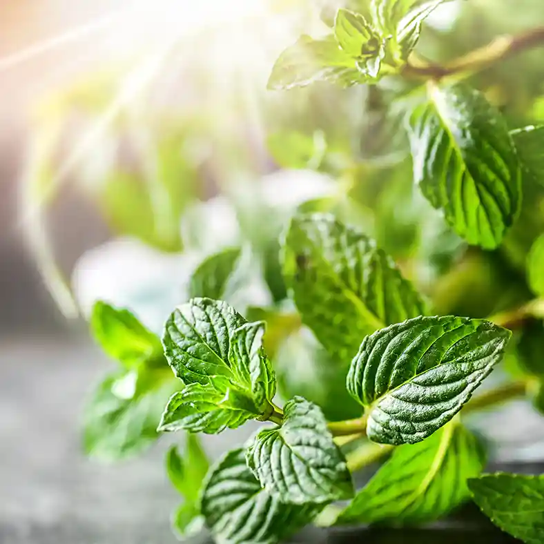 Peppermint leaves