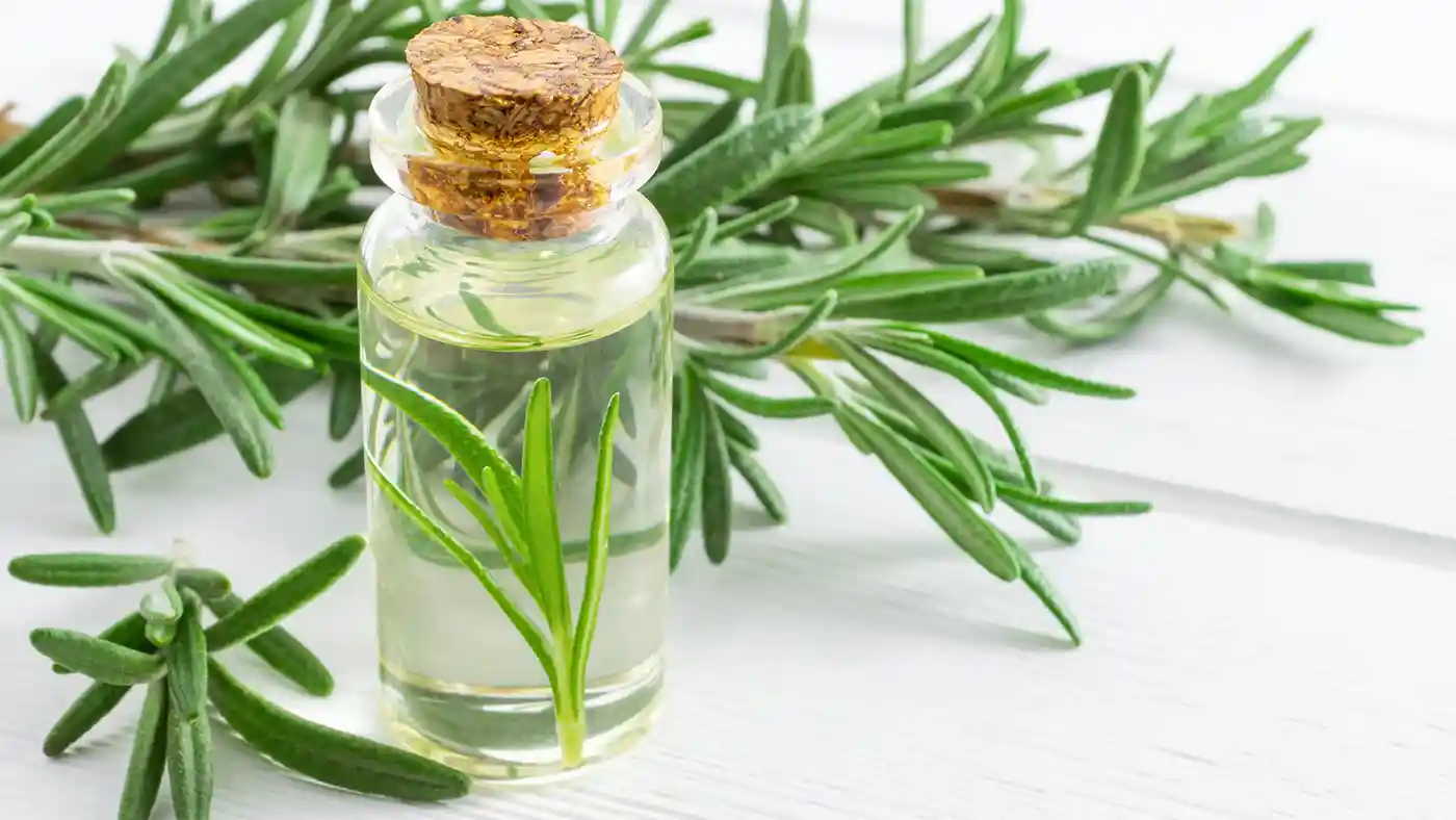 Rosemary twigs around glass bottle with cork