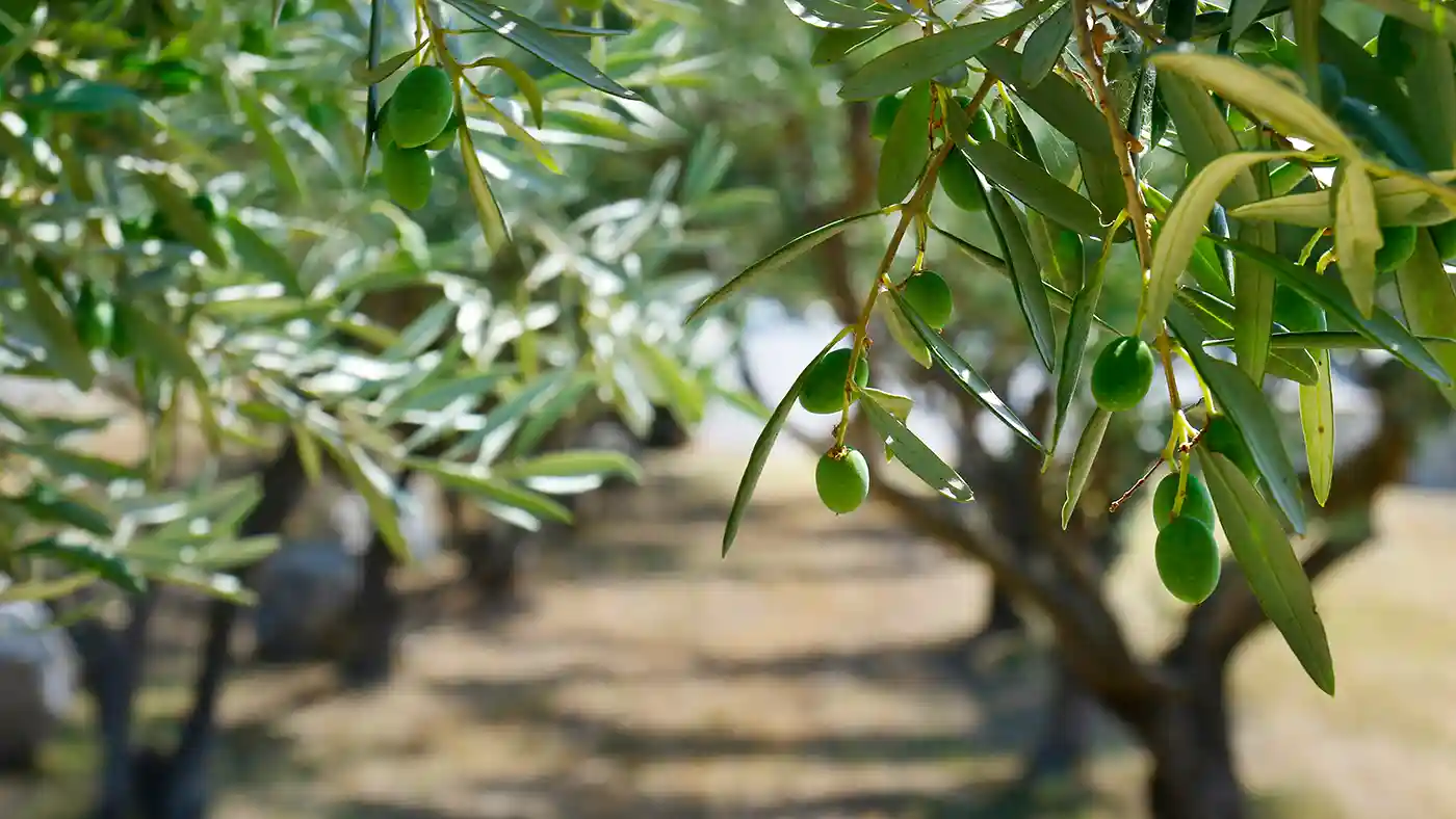 Rows of olive trees