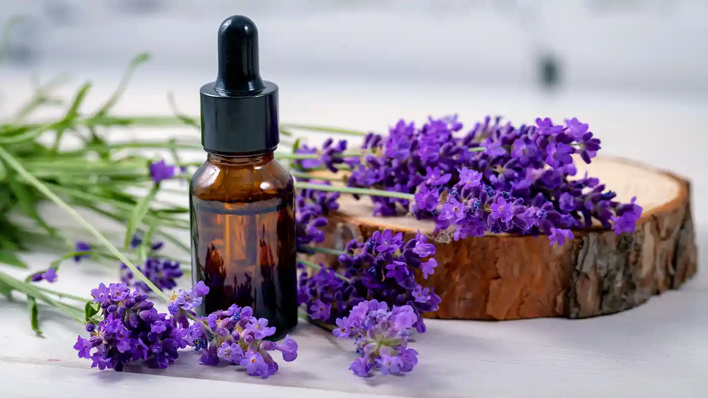 Spanish Lavender around amber bottle next to wood